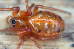 Foto af Hypsosinga heri (Hypsosinga heri) | Hun
