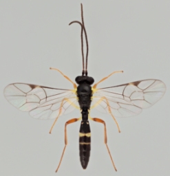 Foto af Sussaba cognata (Sussaba cognata) | Malcolm Storey