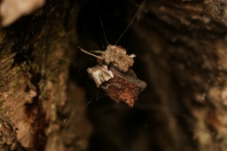 Foto af Bladhyttespinder (Parasteatoda lunata) | Frederik Leck Fischer