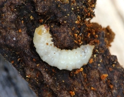 Foto af Småplettet brodbille (Curtimorda maculosa) | Larve