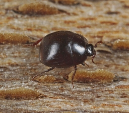 Foto af Hvælvet myretuestumpbille (Myrmetes paykulli) | Standardfoto