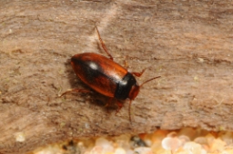 Foto af Hydroporus tristis (Hydroporus tristis)
