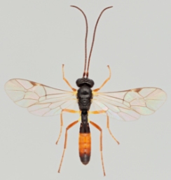 Foto af Promethes sulcator (Promethes sulcator) | Malcolm Storey