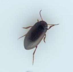 Foto af Hydroporus elongatulus (Hydroporus elongatulus) | Standardfoto