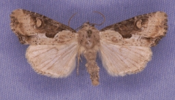 Foto af Slange-stængelugle (Lateroligia ophiogramma) | Han