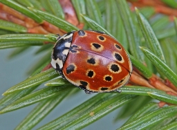 Foto af Øjeplettet mariehøne (Anatis ocellata) | Standardfoto