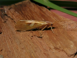 Foto af Limnephilus rhombicus (Limnephilus rhombicus)