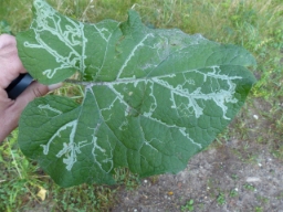 Foto af Phytomyza lappae (Phytomyza lappae) | Morten Kofoed-Hansen