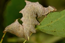 Foto af Poppel-dromedarspinder (Notodonta tritophus) | Larve