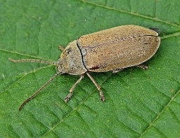 Foto af Moseblødbille (Dascillus cervinus) | Standardfoto