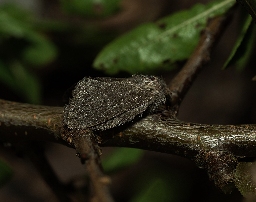 Foto af Tjørnespinder (Trichiura crataegi) | Hun