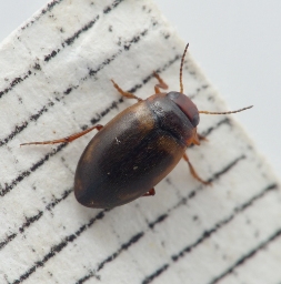 Foto af Hydroporus palustris (Hydroporus palustris) | Standardfoto