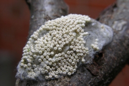 Foto af Lille penselspinder (Orgyia antiqua) | Æg