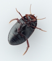 Foto af Agabus unguicularis (Agabus unguicularis) | Standardfoto