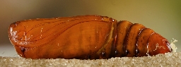 Foto af Frønnet landmand (Agrotis puta) | Puppe