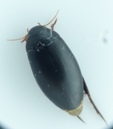Foto af Rhantus grapii (Rhantus grapii) | Standardfoto