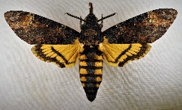 Foto af Dødningehoved (Acherontia atropos) | Hun