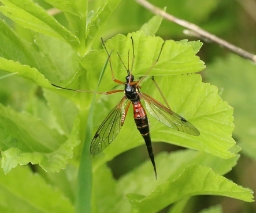 Foto af Tanyptera atrata (Tanyptera atrata) | Hun