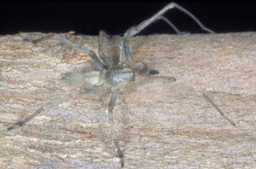 Foto af Cheiracanthium mildei (Cheiracanthium mildei) | Han