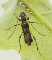 Foto af Fluebuk (Molorchus minor) | Hun