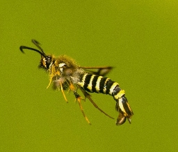 Foto af Snyltehveps-glassværmer (Bembecia ichneumoniformis) | Han