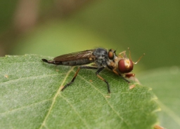 Foto af Sortfodet skovrovflue (Neoitamus cyanurus) | Hun