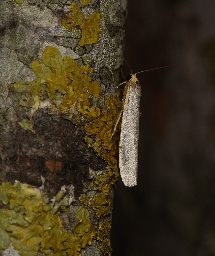 Foto af Eilema caniola (Eilema caniola) | Han