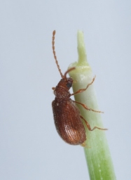 Foto af Ptinus dubius (Ptinus dubius) | Standardfoto
