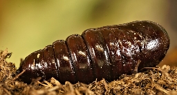Foto af Poppel-dromedarspinder (Notodonta tritophus) | Puppe