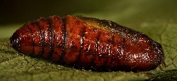 Foto af Klematismåler (Melanthia procellata) | Puppe