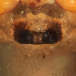 Foto af Hylyphantes graminicola (Hylyphantes graminicola) | Hunnens kønsorgan