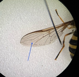 Foto af Stor buesvirreflue (Megasyrphus erraticus) | Detalje