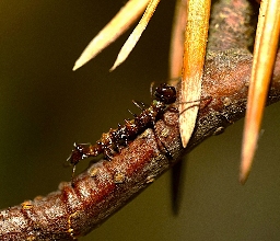 Foto af Bøgespinder (Stauropus fagi) | Larve