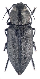 Foto af Melanophila acuminata (Melanophila acuminata) | ME Smirnov - www.zin.ru/Animalia/Coleoptera