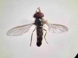 Foto af Sortblå bredfodsflue (Platycheirus albimanus) | Han