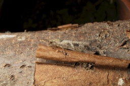 Foto af Glyphotaelius pellucidus (Glyphotaelius pellucidus)