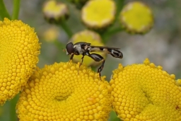 Foto af Kompost-svirreflue (Syritta pipiens) | Han