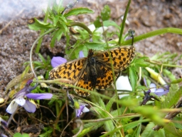 Foto af Violet perlemorsommerfugl (Boloria dia) | Hun