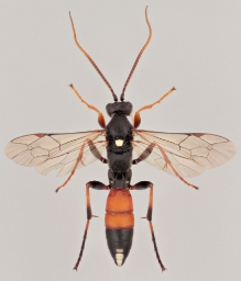 Foto af Ichneumon gracilicornis (Ichneumon gracilicornis) | Malcolm Storey