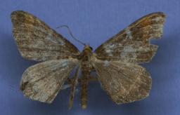 Foto af Fyrre-skovmåler (Macaria liturata) | Han