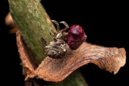 Foto af Trekantspinder (Hyptiotes paradoxus) | Hun