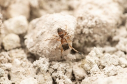 Foto af Myrmarachne formicaria (Myrmarachne formicaria) | Unge