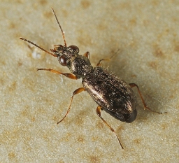Foto af Sandkobberløber (Asaphidion flavipes) | Standardfoto
