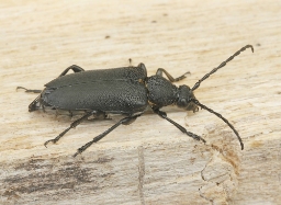 Foto af Sort blomsterbuk (Stictoleptura scutellata) | Hun
