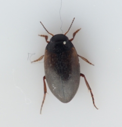 Foto af Fladtrykt vandkalv (Hydroporus planus) | Standardfoto