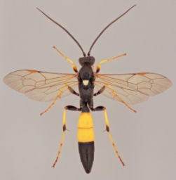 Foto af Ichneumon bucculentus (Ichneumon bucculentus) | Malcolm Storey
