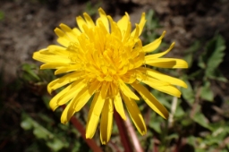 Foto af Kimbrisk atlantmælkebøtte (Taraxacum cimbricum) | Standardfoto