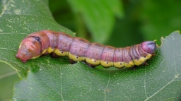 Foto af Birkeporcelænsspinder (Pheosia gnoma) | Larve