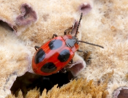 Foto af Skarlagensvampehøne (Endomychus coccineus) | Standardfoto