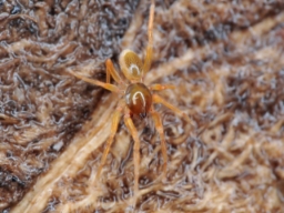 Foto af Ischnothyreus velox (Ischnothyreus velox) | Han